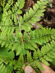 Dryopteris sparsa
