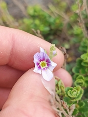 Veronica hookeriana