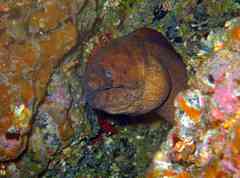 Gymnothorax unicolor