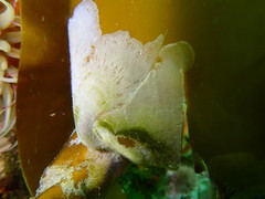 Membranipora rustica