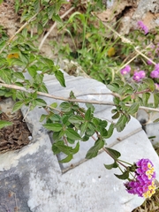 Lantana