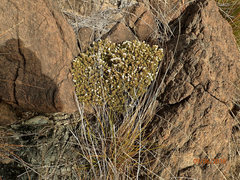 Pimelea suteri