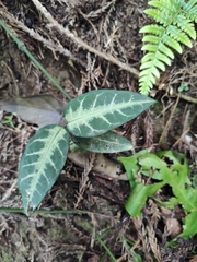 Gardneria multiflora