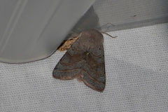 Orthosia opima