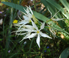 Pancratium illyricum