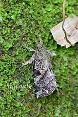 Callopistria exotica