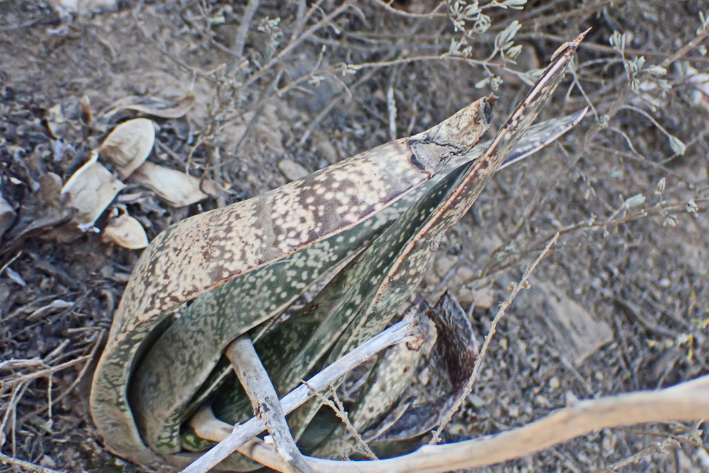 Gasteria brachyphylla (Salm-Dyck) van Jaarsv.