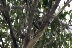 Melithreptus validirostris