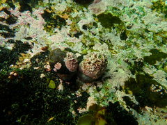 Leptophytum ferox