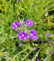 Legousia speculum-veneris