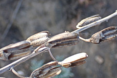 Gasteria brachyphylla