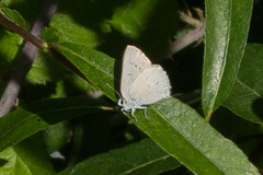 Satyrium sylvinus dryope