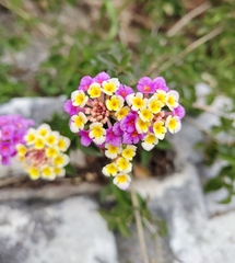 Lantana