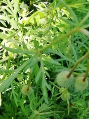 Papaver apulum
