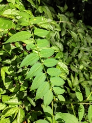Zanthoxylum bungeanum