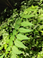 Zanthoxylum bungeanum