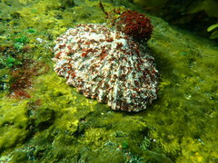 Scutellastra tabularis