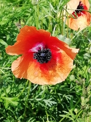 Papaver apulum