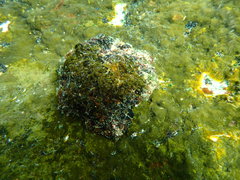 Scutellastra tabularis