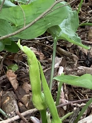 Arum cylindraceum