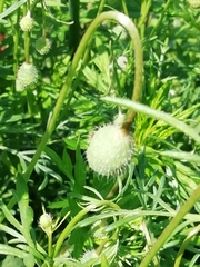 Papaver apulum
