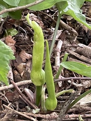 Arum cylindraceum
