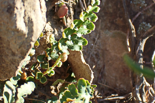 Image of Asplenium capense by no rights reserved