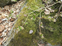 Zabelia biflora