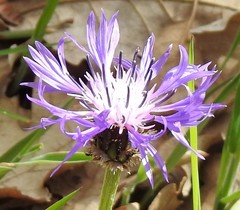 Centaurea graminifolia