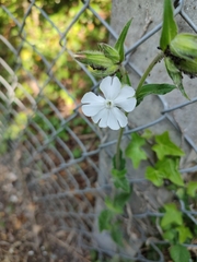 Silene latifolia