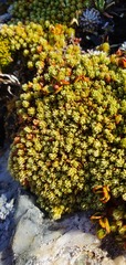Kelleria croizatii