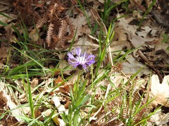 Centaurea graminifolia