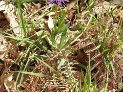 Centaurea graminifolia
