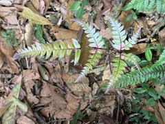 Pteris scabristipes