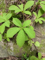 Parthenocissus laetevirens