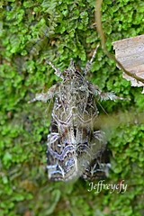 Callopistria exotica