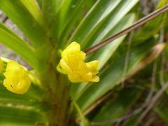 Maxillaria cordyline