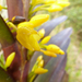 Maxillaria cordyline - Photo (c) guyrufray,  זכויות יוצרים חלקיות (CC BY-NC)