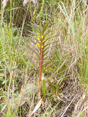 Maxillaria cordyline