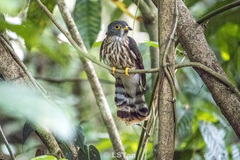 Hierococcyx nisicolor