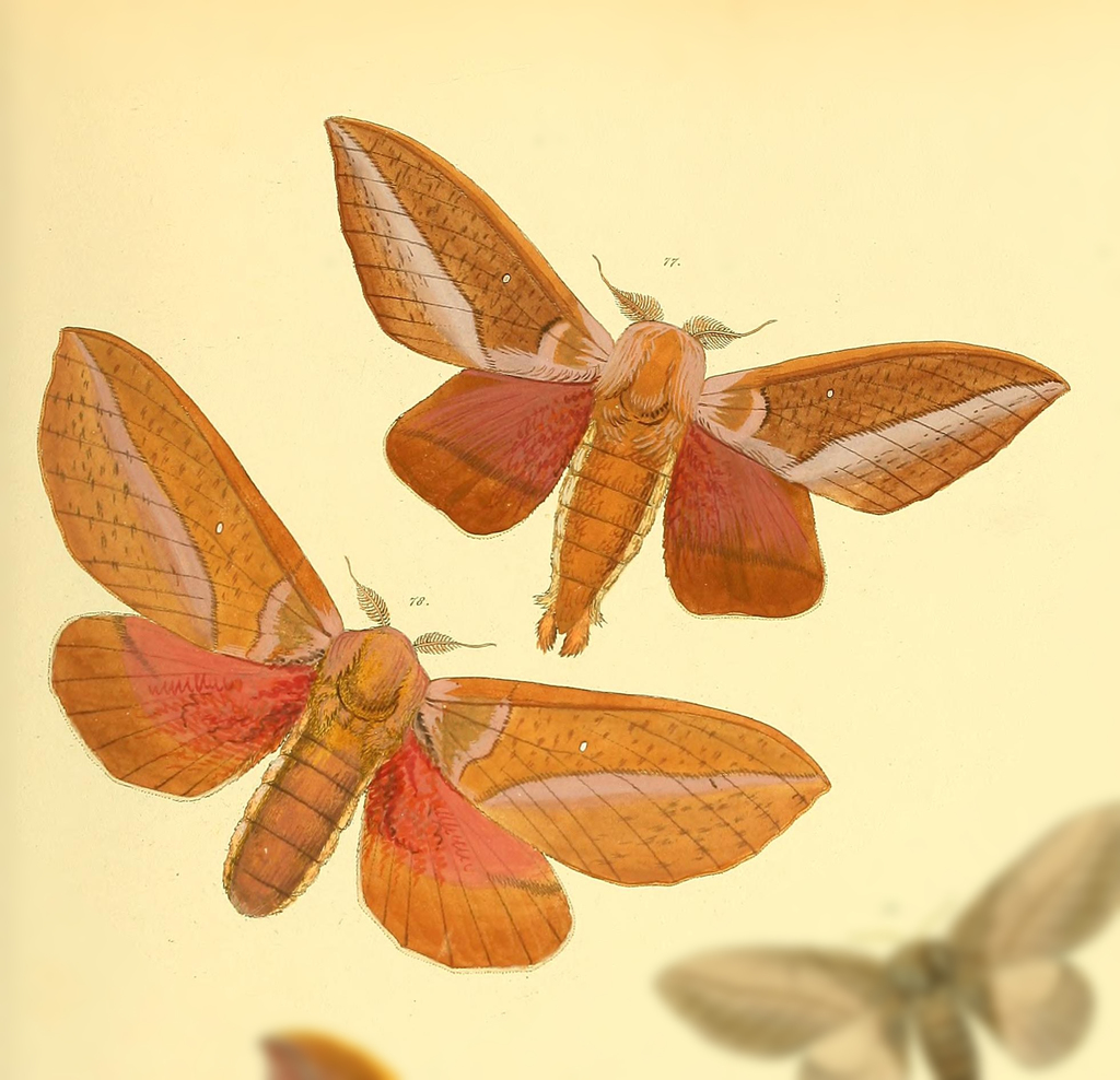 Othorene cadmus