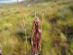 Schoenus exilis