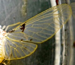 Ipsemysidia beautifica