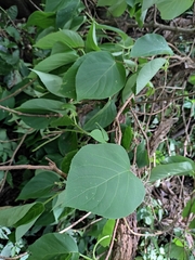 Hydrangea glaucescens