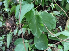 Hydrangea glaucescens