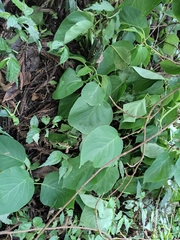 Hydrangea glaucescens