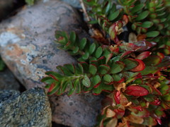 Epilobium rubro-marginatum