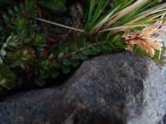 Epilobium rubro-marginatum