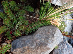 Epilobium rubro-marginatum