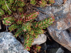 Epilobium rubro-marginatum